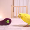クリッカーとインコ